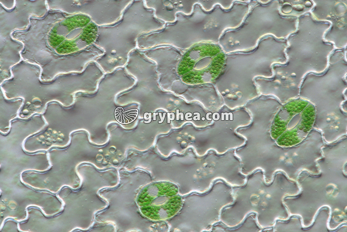 Epiderme de feuille avec stomates ouverts - fronde de Polypode) x100 - gryphea.com